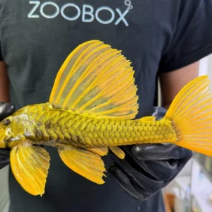Hypostomus luteus 'super yellow' WYSIWYG #117