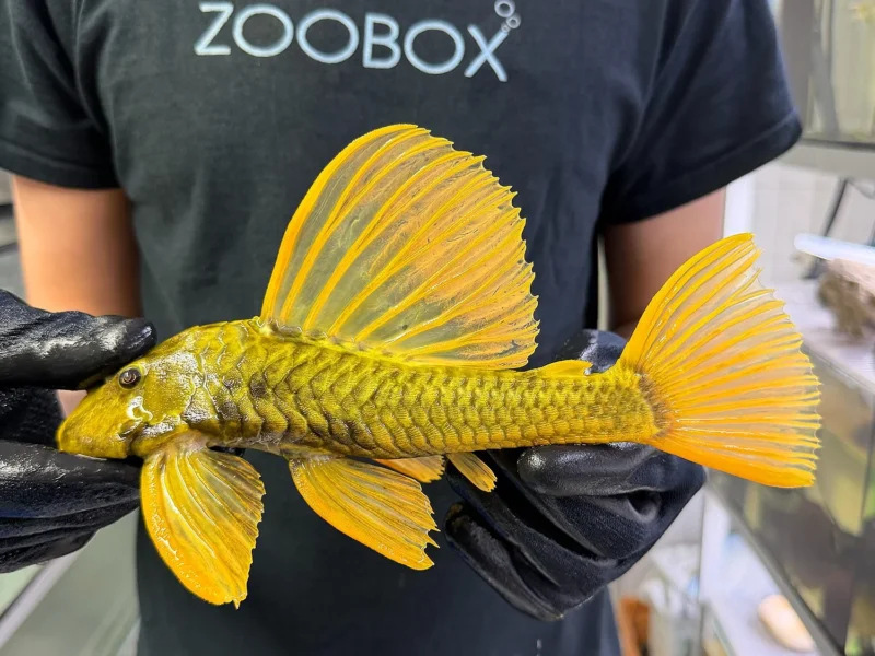Hypostomus luteus 'super yellow' WYSIWYG #117