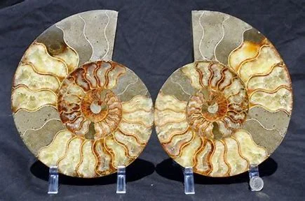 Gem Crystal Kollektion - Ammonite Pair ca. 15,00 cm