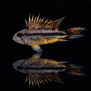 Kakadu Zwergbuntbarsch 'Double red'