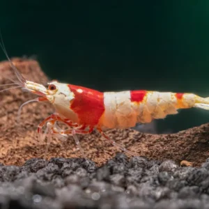 Crystal Red Garnele / Red Bee 'K6-K10'